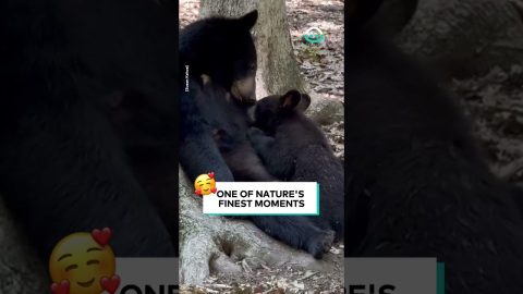 Mama Bear Feeds Cub || ViralHog