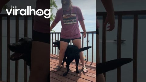 Lab Stomps For Butt Scratches || ViralHog