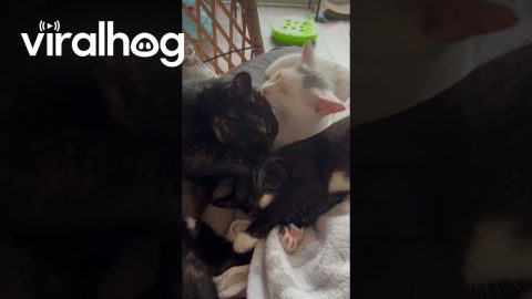Trio Of Cuddling Foster Cats || ViralHog