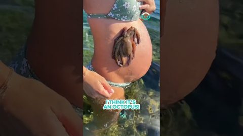 Octopus Attaches To Pregnant Stomach || ViralHog