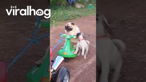 Pug Puppies Catch a Ride on Motorcycle || ViralHog