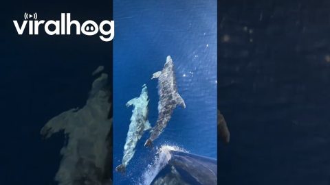 Twin Dolphins Twirl In Front Of Sailing Yacht || ViralHog