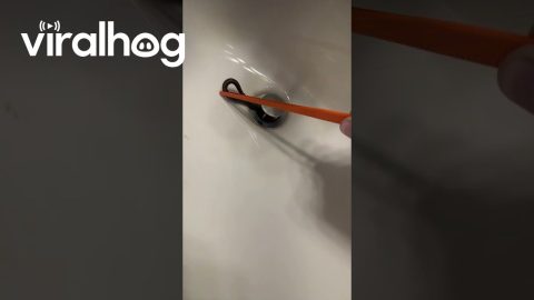Found a Snake in My Bathroom Sink || ViralHog
