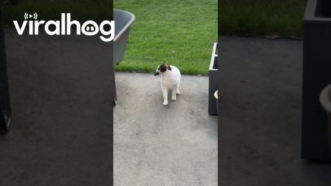 Cat Catches A Vole || ViralHog