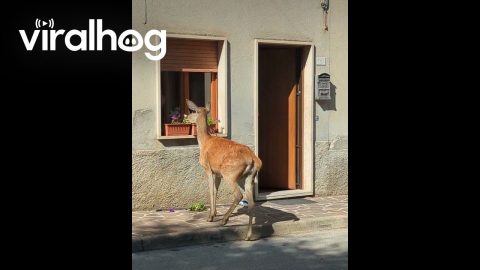 Rude Deer Eats Woman's Flowers || ViralHog