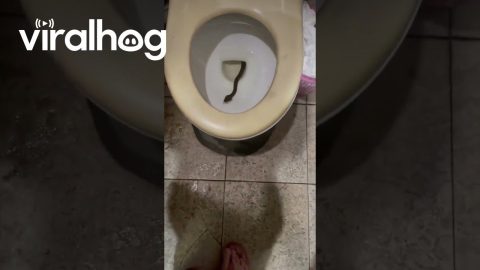 Snake in the Toilet || ViralHog