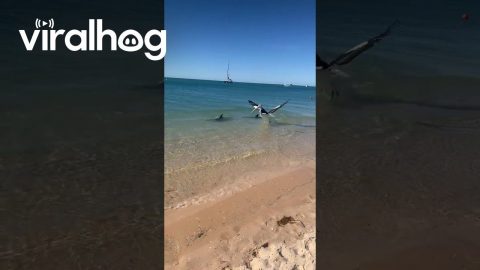 Pelican Swims With Dolphins || ViralHog