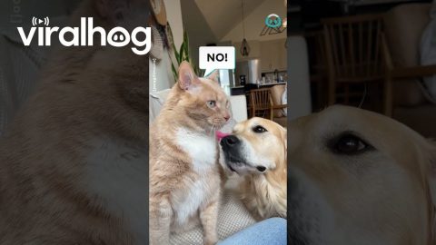 Cat Cleaning Dog's Face || ViralHog