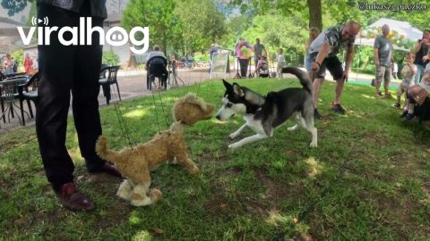 Husky Plays With Puppet Puppy || ViralHog