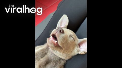 Puppy Yoga in Ottawa || ViralHog