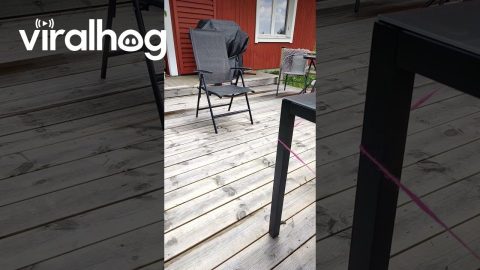 Yarn Thief Makes Sloppy Getaway || ViralHog