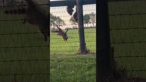 Baby Raccoons Sitting on Fence || ViralHog