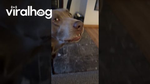 Lab Needs Help With Hiccups || ViralHog