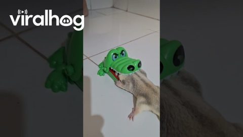 Sugar Glider Gets His Head Stuck in a Crocodile Toy || ViralHog