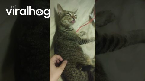 Cat Malfunctioning || ViralHog