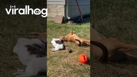 Adorable Friendship Between Dog And Cat || ViralHog