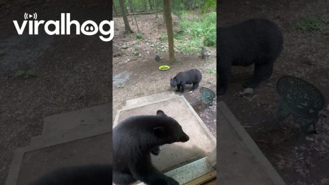 Black Bear Vocally Protects Her Territory || ViralHog