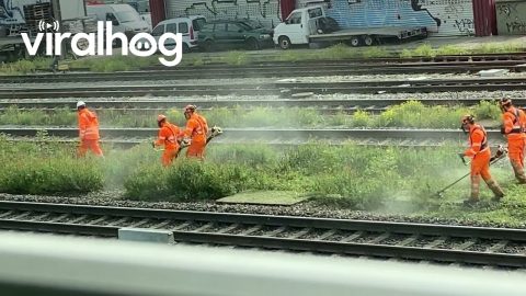 Workers Dance While Cutting Grass || ViralHog
