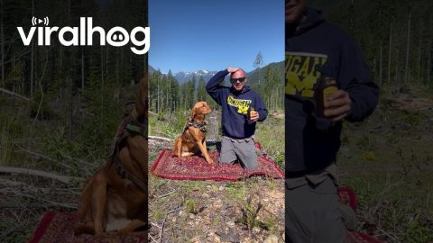 Man Uses Honey to Distract Dog During Nail Trim || ViralHog