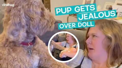 Goldendoodle Jealous Of Baby Doll || ViralHog