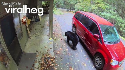 Bear Tries to Open Car Door || ViralHog