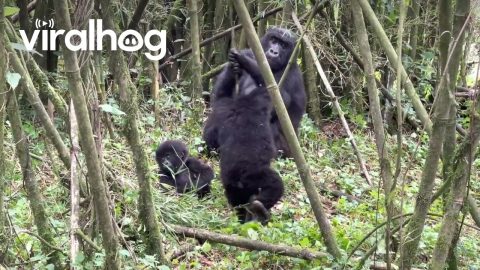 Baby Mountain Gorilla Makes Himself Dizzy || ViralHog