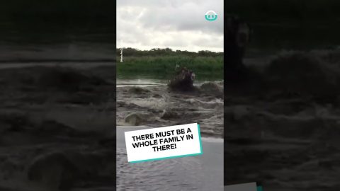 Brave Florida Man Lures out Alligator Family || ViralHog