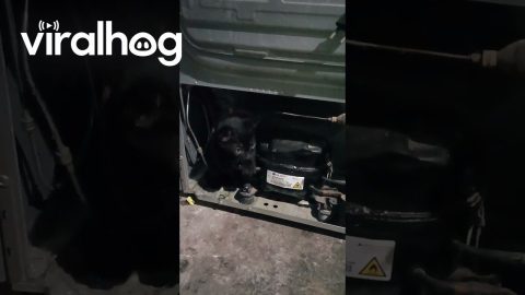 Rescuing a Kitten Trapped in a Refrigerator || ViralHog