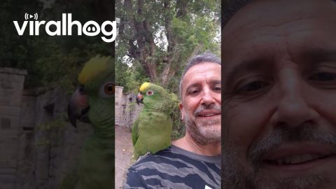 Parrot Imitates Animal Sounds || ViralHog
