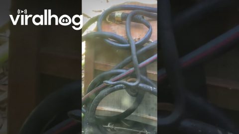 Snake Blends In With Hose || ViralHog