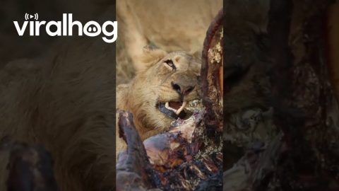 Lion Feasts on Carcass || ViralHog