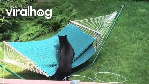 Bear Falls Out of Hammock || ViralHog