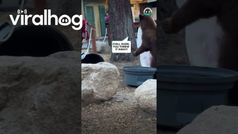 Black Bears Feast on Trash || ViralHog
