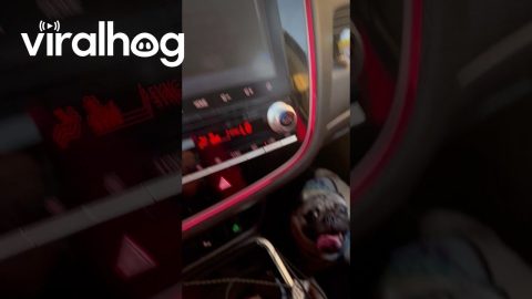 Panting Pug Sounds Like Car Breaking Down || ViralHog