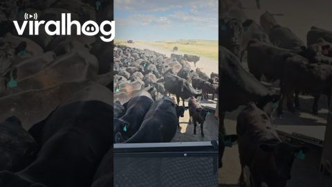 A Moo'ving RV Experience || ViralHog