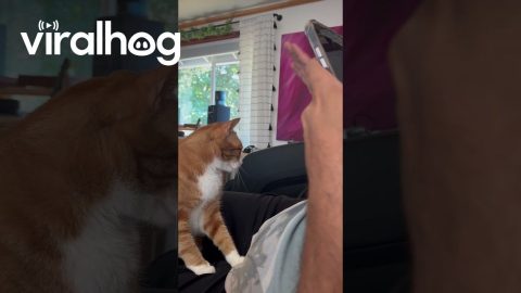 Orange Cat Gives High Five || ViralHog