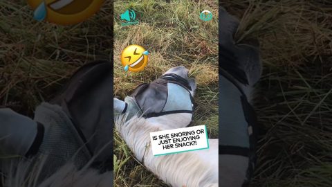Horse Has a Noisy Snack || ViralHog