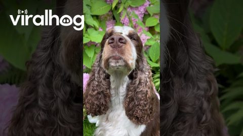 Tiny Frog Sits On Dog's Nose || ViralHog