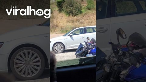 Car Dog Barks At Motorcycle Dog || ViralHog