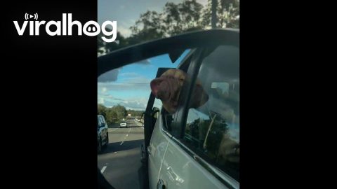 Duncan's Lips Flap In The Wind || ViralHog