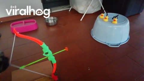 Pug Hits Rubber Ducky With Toy Bow and Arrow || ViralHog