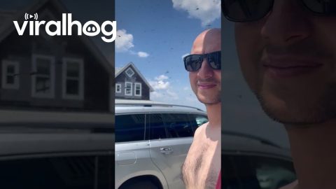 Dragonfly Migration in Rhode Island || ViralHog