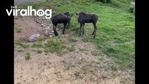 Baby Moose Visit My Front Yard || ViralHog