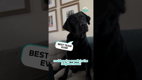 Clever Dog Just Wants A Walk || ViralHog