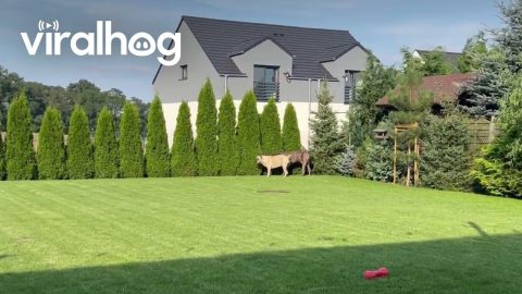 Guard Dogs in the Bushes || ViralHog
