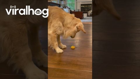 Dramatic Golden Retriever Encounters a Lemon || ViralHog