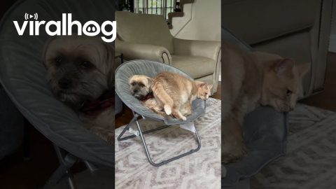 Cat Invades Dog's Personal Space || ViralHog