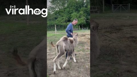 Young Camel Looking for Snuggles || ViralHog