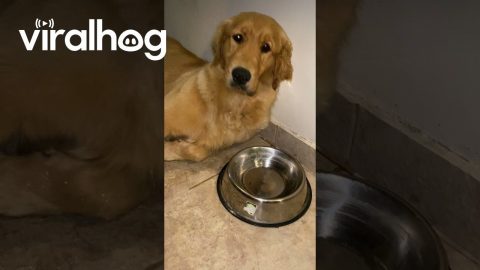 Dog Falls Asleep on Water Bowl || ViralHog