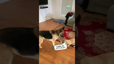 Puppy Walks His Dog || ViralHog